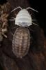 Armadillidium nasatum